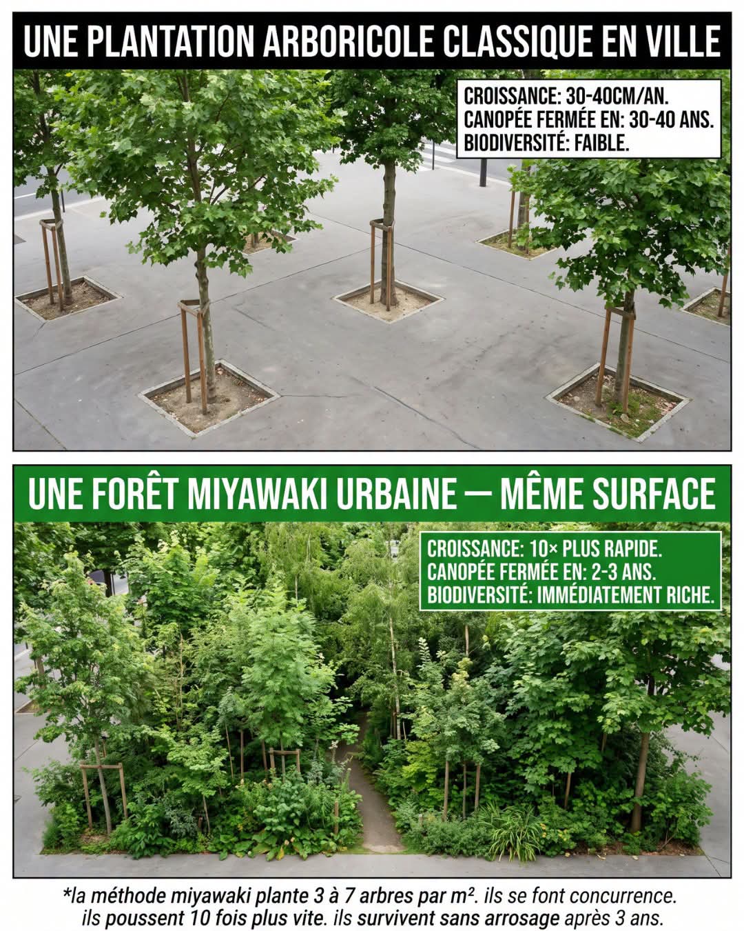 Comparaison entre plantation arboricole classique et forêt Miyawaki urbaine